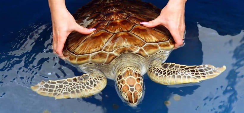 From Colombo/Negombo: Galle, Madu River, and Turtle Hatchery - Kosgoda Sea Turtle Conservation: Where the Learning Gets Personal