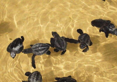 From Colombo/Negombo: Galle, Madu River, and Turtle Hatchery - The 2-Hour Van Ride: A Good Place to Get Your Day Organized