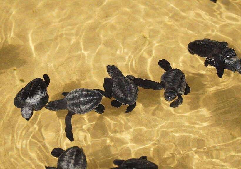 From Colombo/Negombo: Galle, Madu River, and Turtle Hatchery - The 2-Hour Van Ride: A Good Place to Get Your Day Organized