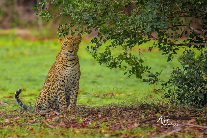 From Colombo/Negombo: Wilpattu National Park 4x4 Safari Tour - Key Things to Know Before You Go