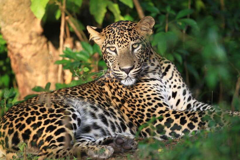 From Colombo/Negombo: Wilpattu National Park 4x4 Safari Tour - The Big Picture: A Long Road Trip That Still Has a Real Payoff