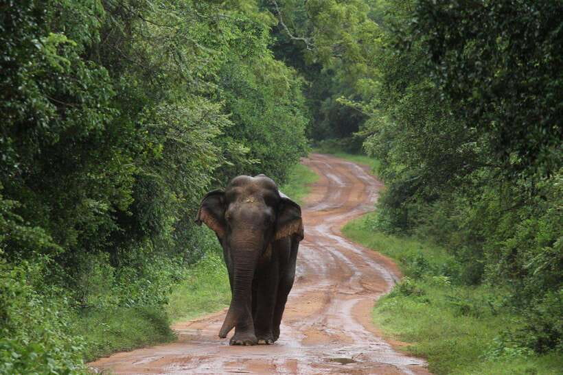 From Colombo/Negombo: Wilpattu National Park 4x4 Safari Tour - Price and Value: Is $130 a Good Deal?