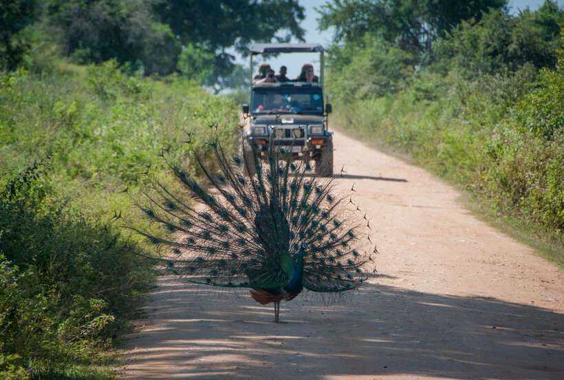 From Colombo/Negombo: Wilpattu National Park 4x4 Safari Tour - Pickup From Negombo or Colombo: The Start Time Matters More Than You Think