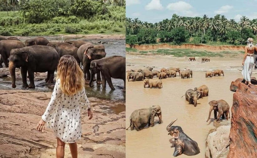 From Colombo: Pinnawala & Tea factory with Kandy Hotel Drop - Colombo to Kandy With Pinnawala and Tea Built In