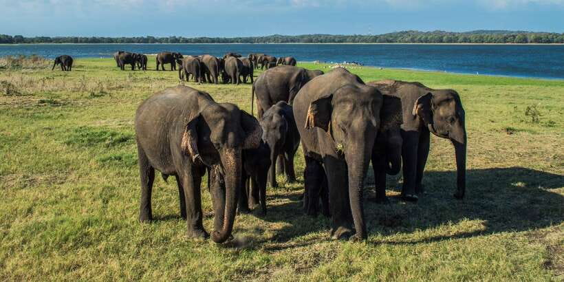 From Colombo: Private Minneriya National Park Day Safari - Should you book this tour or not?