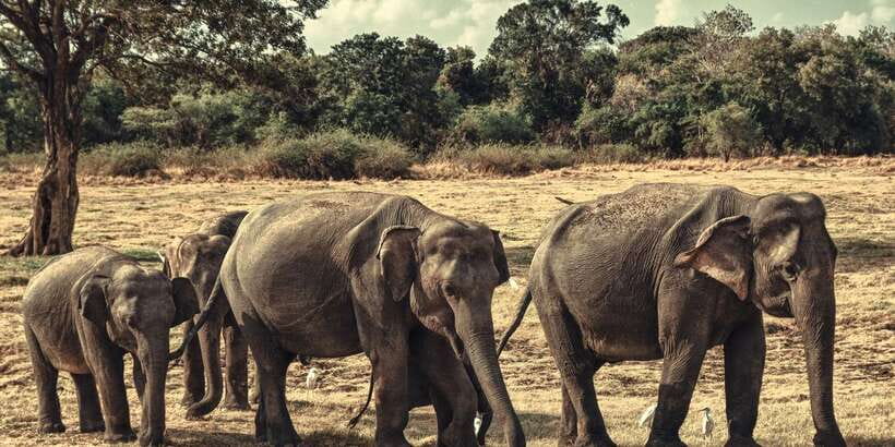 From Colombo: Private Minneriya National Park Day Safari - Elephants and more: what Minneriya is like on a private day