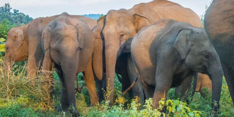 From Colombo: Private Minneriya National Park Day Safari - 4x4 game drive for about 3 hours: how the safari works