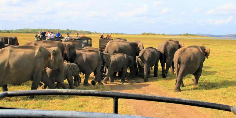 From Colombo: Private Minneriya National Park Day Safari - Elephants near lakes, plus other animals you might spot
