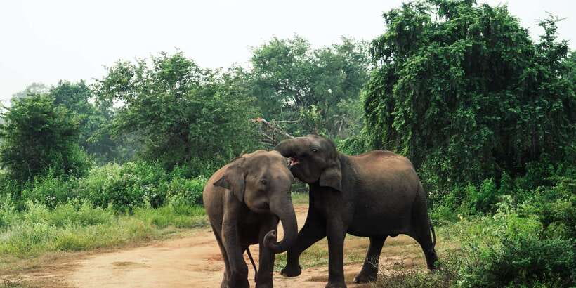 From Colombo: Private Minneriya National Park Day Safari - The $105 private-price math: what you’re paying for