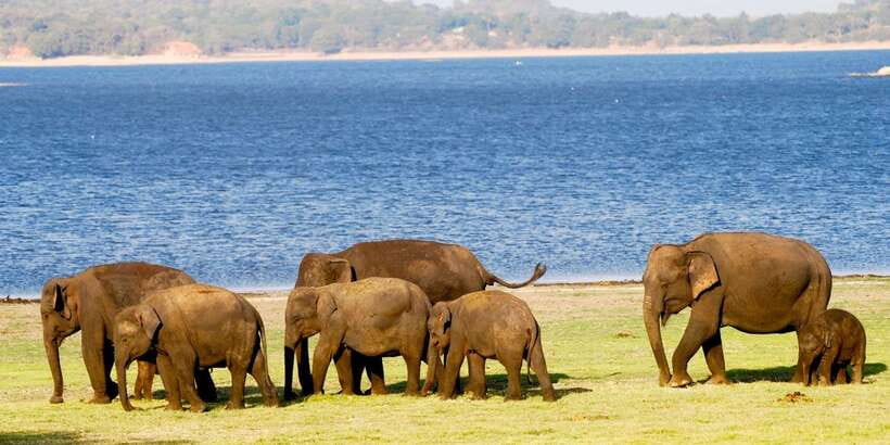 From Colombo: Private Minneriya National Park Day Safari - What to pack and how to handle a 12-hour wildlife day