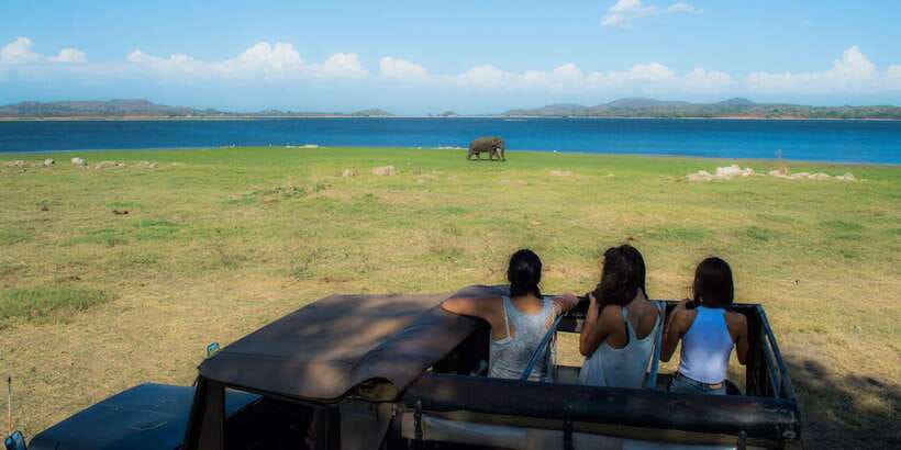 From Colombo: Private Minneriya National Park Day Safari - Who this safari fits best (and who should skip it)