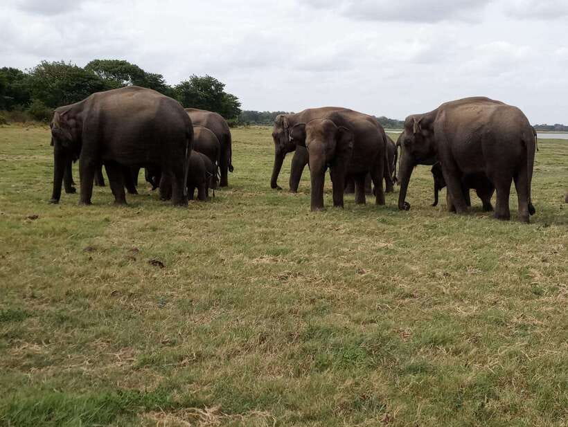 From Colombo: Sigiriya & Dambulla Day Tour with Safari - The Optional Village Tour: A Real Lunch Story (Not Just a Photo Stop)