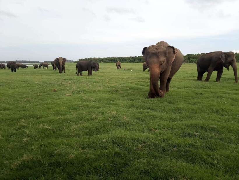 From Colombo: Sigiriya & Dambulla Day Tour with Safari - Extra Stops, Batik and Silk, and Keeping the Day Moving