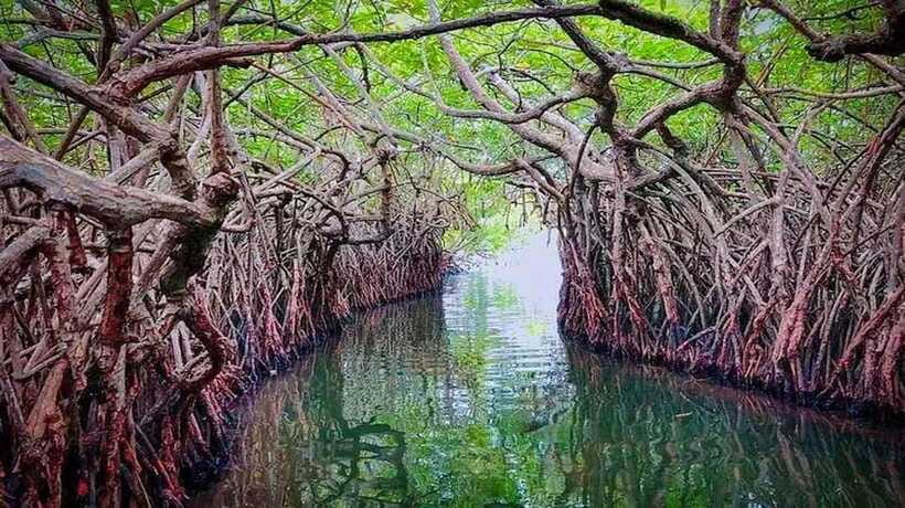 From Colombo to Galle Fort and Unawatuna Beach Day Trip - Madu River and the boat safari gap: what’s included and what you’ll decide
