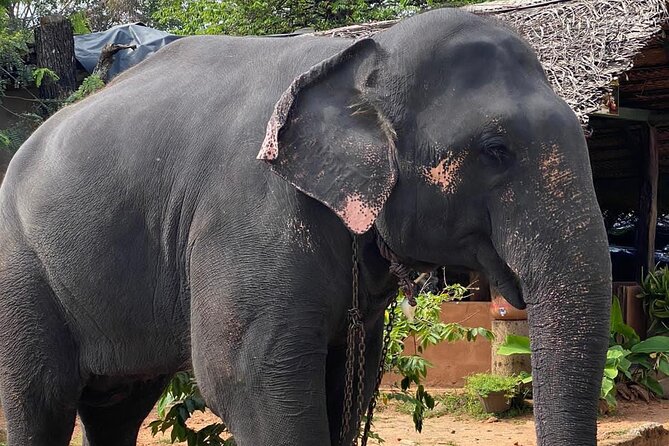 From Colombo to Sigiriya Fortress, Dambulla & Minneriya Safari - Quick tips to get the best out of Sigiriya, Minneriya, and Dambulla