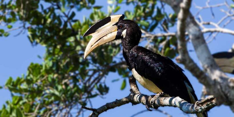 From Colombo: Udawalawa Safari & Elephant Transit Home Tour - Should You Book the Udawalawe Safari & Elephant Transit Home Tour?