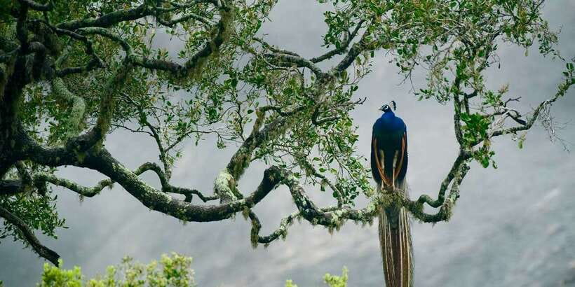 From Colombo: Udawalawa Safari & Elephant Transit Home Tour - More Wildlife Than You Think: Birds, Crocs, and Wild Timing