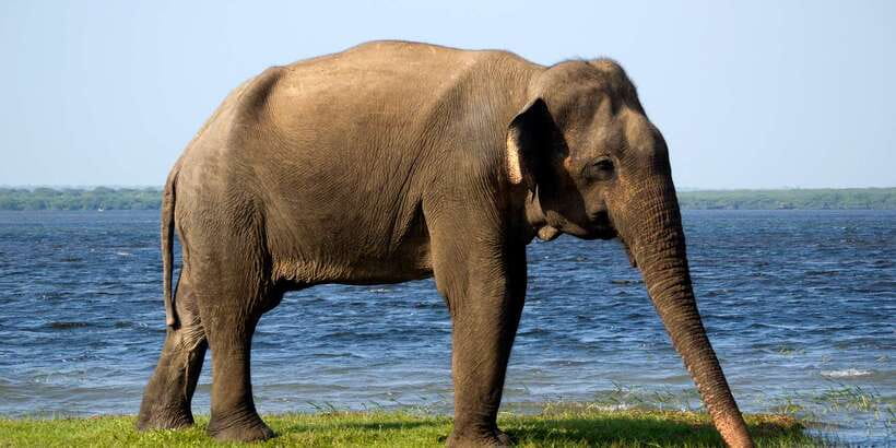 From Colombo: Udawalawa Safari & Elephant Transit Home Tour - Jeep Safari in Udawalawe: What You’re Really Chasing