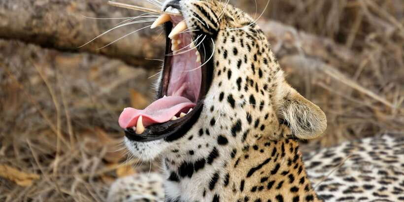 From Colombo: Yala National Park Safari with Transfer - Key things I’d focus on before you go