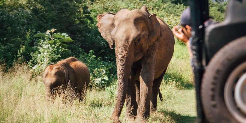 From Colombo: Yala National Park Safari with Transfer - Who should book this Yala safari from Colombo
