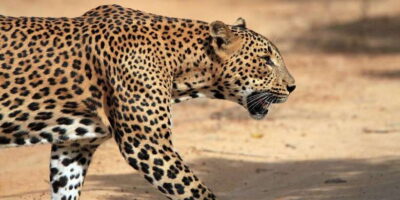 From Colombo: Yala National Park Safari with Transfer - The Colombo transfer: long ride, less stress
