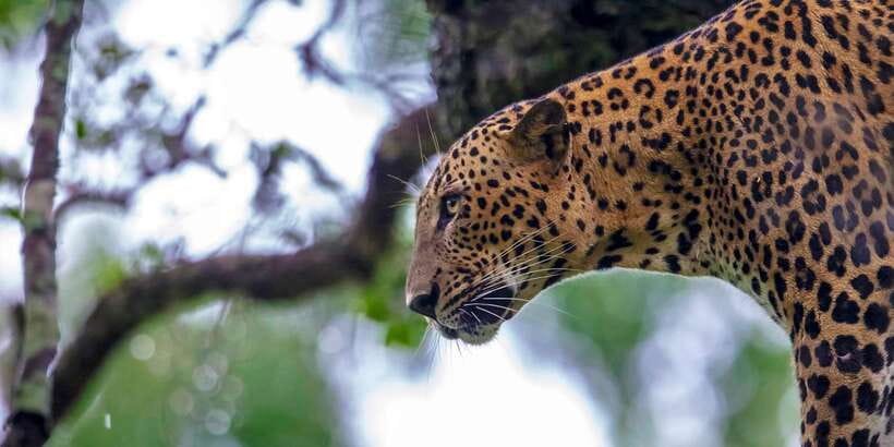 From Colombo: Yala National Park Safari with Transfer - Leopards, elephants, crocodiles: what to look for in real terms