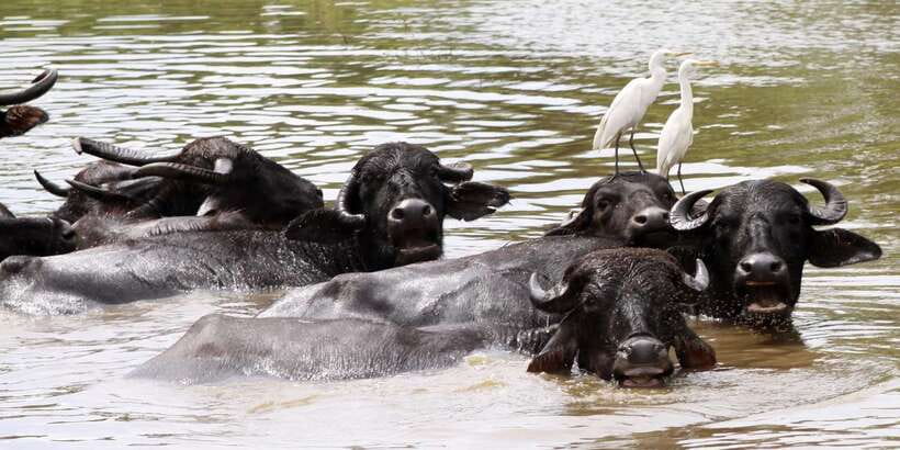From Colombo: Yala National Park Safari with Transfer - The local guide effect: more than narration