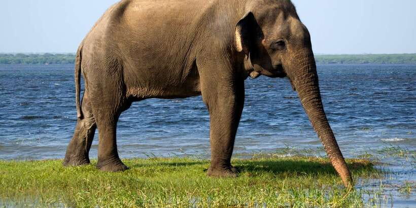From Colombo: Yala National Park Safari with Transfer - Price and value: what $128 includes, and what to budget next