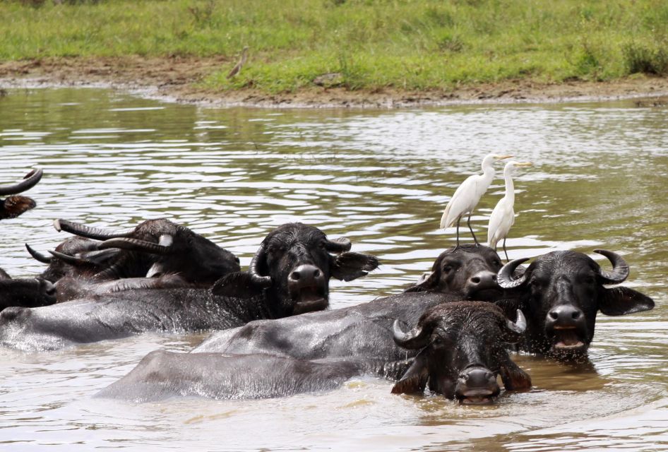 From Colombo: Yala National Park Safari with Transfer - A realistic 14-hour day: how to plan your time