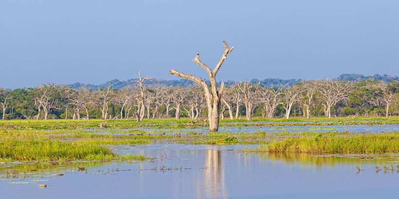 From Colombo: Yala National Park Safari with Transfer - What you might see at Yala: a quick safari shopping list for your eyes