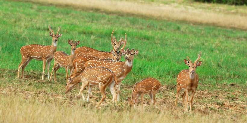 From Negombo: Minneriya National Park Safari Tour - Key Things I’d Focus On Before You Book