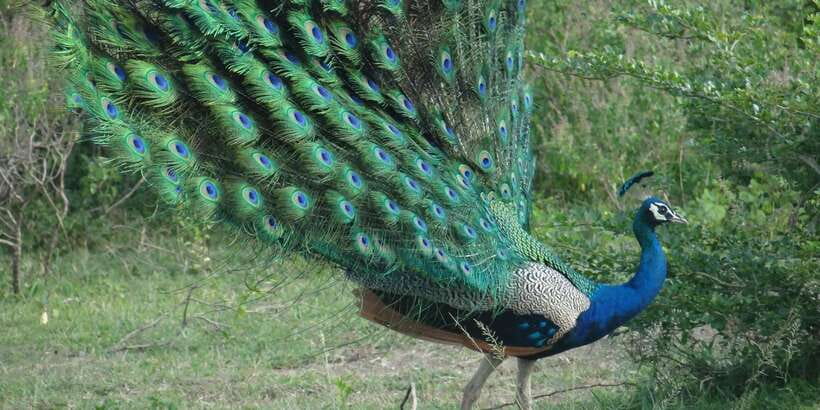 From Negombo: Minneriya National Park Safari Tour - Health, Rules, and COVID Notes You Might Run Into