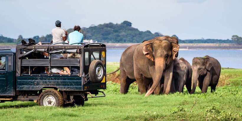 From Negombo: Minneriya National Park Safari Tour - From Negombo Pickup at 8:00 AM: What the Day Feels Like