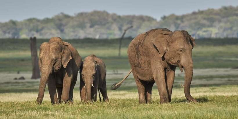 From Negombo: Minneriya National Park Safari Tour - Jeep Safari 2.5 Hours: How You’ll Actually See Wildlife