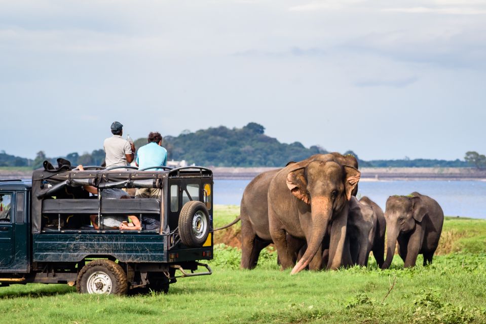 From Negombo: Minneriya National Park Safari Tour - Beyond Elephants: Buffalo, Deer, Bears, Leopards, and Crocodiles