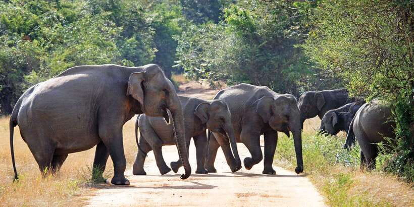 From Negombo: Minneriya National Park Safari Tour - The Local Restaurant Break: 45 Minutes for Food and Reset