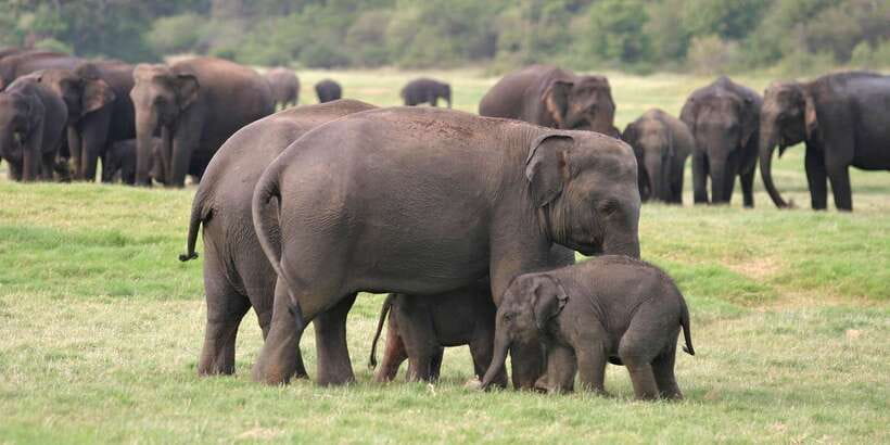 From Negombo: Minneriya National Park Safari Tour - Price and What You Get for $105: Is It Good Value?