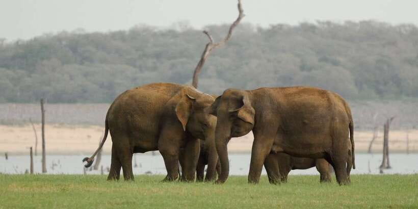 From Negombo: Minneriya National Park Safari Tour - Small Frictions to Know Before You Go (Based on Real Feedback)