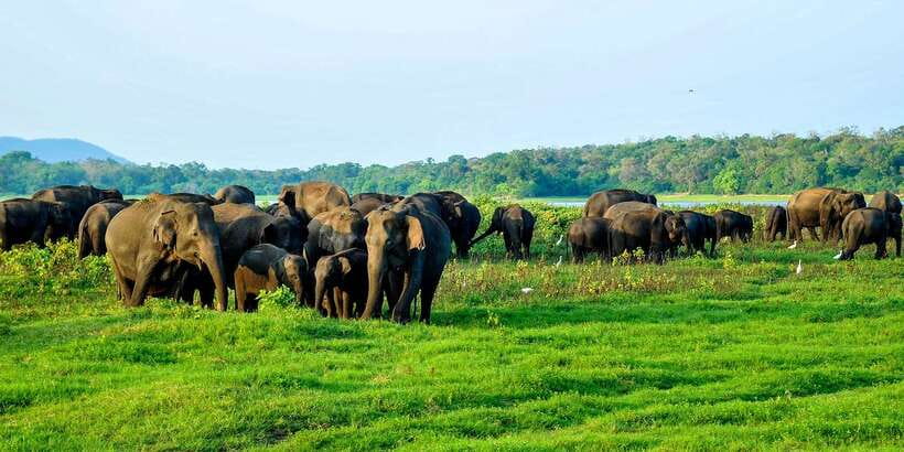 From Negombo: Minneriya National Park Safari Tour - Who This Tour Suits (and Who Should Skip It)