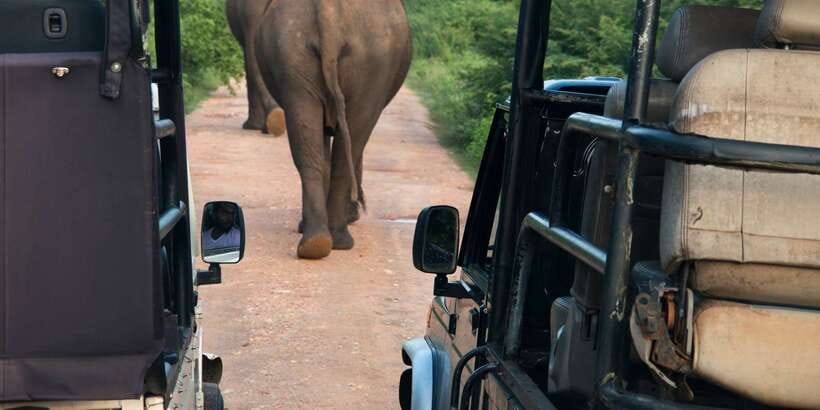 From Negombo: Wilpattu National Park Safari Guided Day Tour - Key things to know before you go