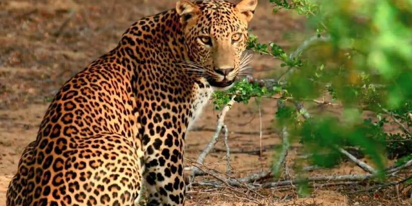 From Negombo: Wilpattu National Park Safari Guided Day Tour - Wilpattu from Negombo: the deal behind the $105 price