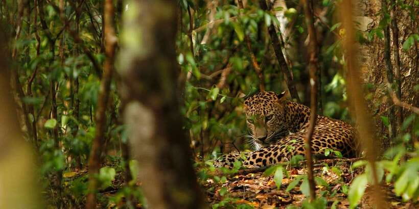From Negombo: Wilpattu National Park Safari Guided Day Tour - The guides and drivers: what good help looks like