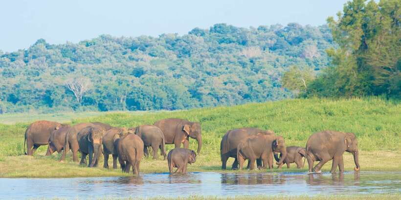 From Negombo: Wilpattu National Park Safari Guided Day Tour - What to bring (and what not to bring)