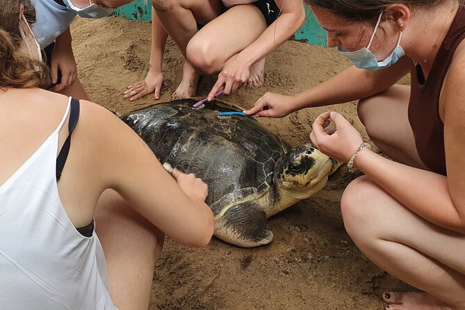 Galle day tour - Colombo to Galle trip - All Included - Kosgoda Turtle Conservation and Research Centre: why this stop matters