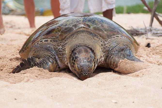 Galle Day Trip From Colombo - Price and Value at $89: What You’re Really Buying