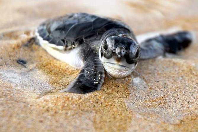 Galle Day Trip From Colombo - Who This Galle Day Trip Is Best For