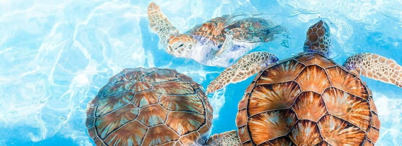 Galle Day Trip - River Safari, Sea Turtle & Stilt Fishermen - Cultural stops that support the story: temple, masks, and gems