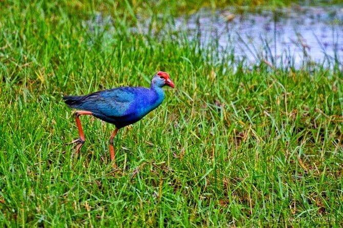 Half Day Tour to Muthurajawela, Lagoon, Dutch Canal and Mangroves - Key Highlights to Look For
