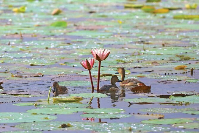 Half Day Tour to Muthurajawela, Lagoon, Dutch Canal and Mangroves - Where Negombo Turns Into Wetland: The Big Idea