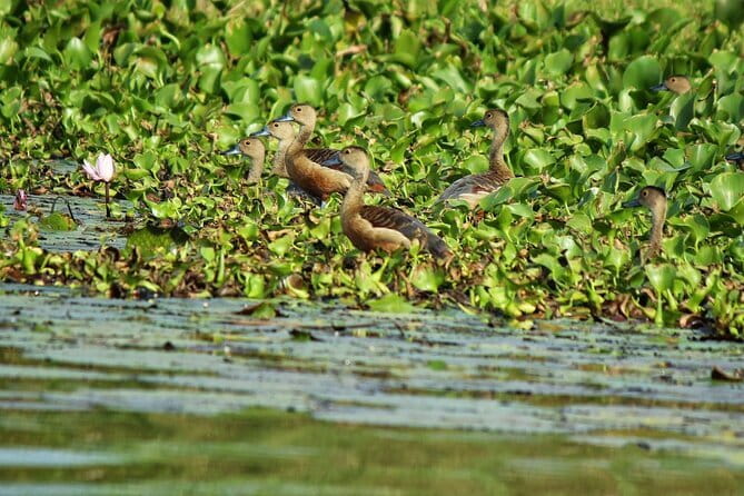 Half Day Tour to Muthurajawela, Lagoon, Dutch Canal and Mangroves - What Makes This Tour Good Value at $59